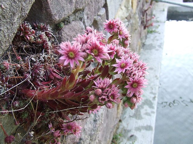 087 Sempervivum Arachnoideum